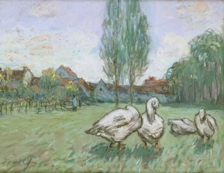 Geese
